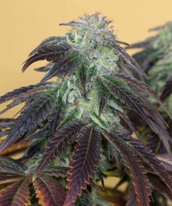 OG Kush - Femminizzati Stagionali