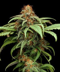 Sapphire Lime CBD Pure - Femminizzati Stagionali