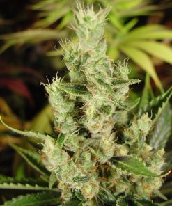 Amnesia Haze - Femminizzati Stagionali