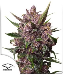 Auto Blackberry Kush - Autofiorenti Femminizzati