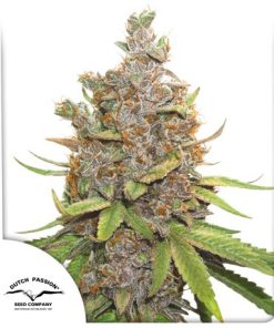 Auto Glueberry O.G. - Autofiorenti Femminizzati