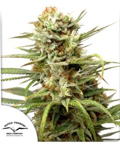 Auto White Widow - Autofiorenti Femminizzati