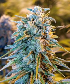 Blue Dream - Femminizzati Stagionali