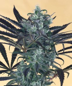 Blueberry Headband - Femminizzati Stagionali