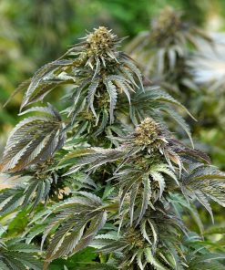 Sapphire Bubba CBD Pure - Femminizzati Stagionali