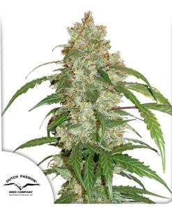 CBD Auto White Widow - Autofiorenti femminizzati