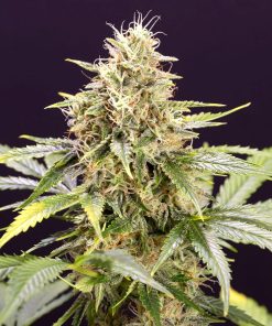 Chocolate Mint OG Auto - Autofiorenti Femminizzati