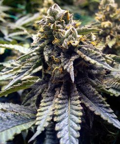 Chocolate Mint OG 2.0 - Femminizzati Stagionali