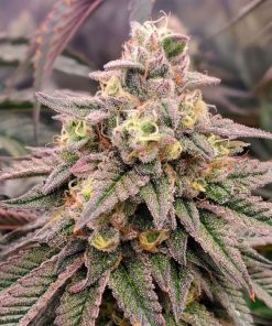 Forbidden Fruit Fast Flowering - Femminizzati Stagionali