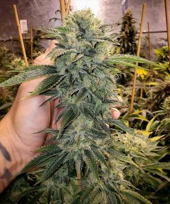 Geist OG Fast Flowering - Femminizzati Stagionali