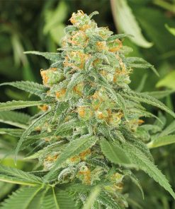 Green Crack 2.0 - Femminizzati Stagionali