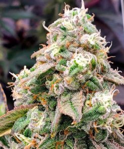 Gushers Fast Flowering - Femminizzati Stagionali