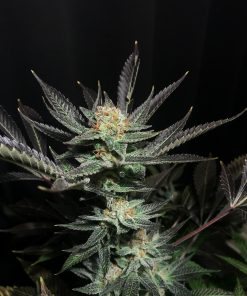 Lavender OG - Femminizzati Stagionali