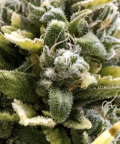 OG Kush Auto - Autofiorenti Femminizzati