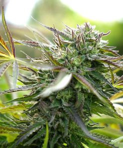 Pineapple Chem Auto - Autofiorenti Femminizzati