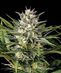 Pineapple Skunk - Femminizzati Stagionali