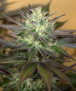 Sapphire OG - Femminizzati Stagionali