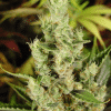soma auto amnesiahaze