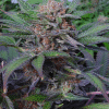 soma auto somango