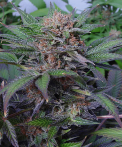soma auto somango