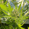 soma auto somangopineapple