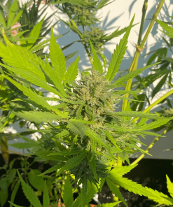 soma auto somangopineapple