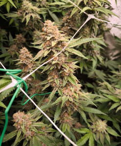 soma jacobgreen