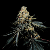 soma pinkglue