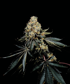 soma pinkglue