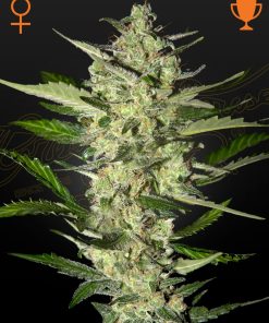 Flowerbomb Kush - Femminizzati Stagionali