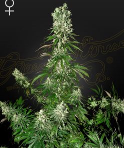 White Strawberry Skunk - Femminizzati Stagionali
