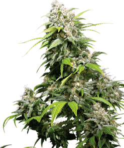 California Indica - Femminizzati Stagionali