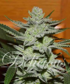Unknown Kush - Femminizzati Stagionali