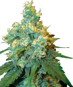 Jack Herer - Femminizzati Stagionali