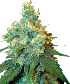 Jack Herer - Femminizzati Stagionali