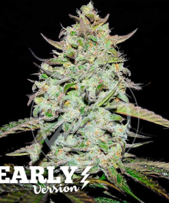 lemon gazzly early version