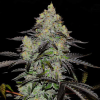 zinnapple