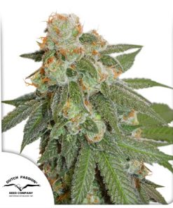 Auto Orange Bud - Autofiorenti Femminizzati