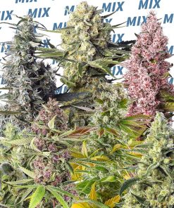 Sweet Mix Femminizzati