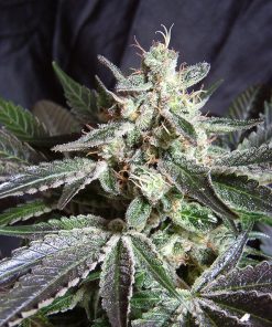 Black Jack - Femminizzati Stagionali
