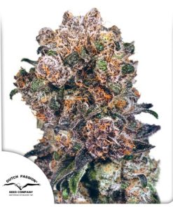 Blueberry - Femminizzati Stagionali