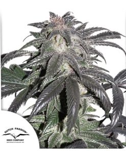 Bubba Island Kush - Femminizzati Stagionali