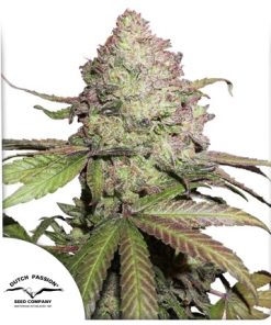 CBD Auto Charlotte’s Angel - Autofiorenti Femminizzati