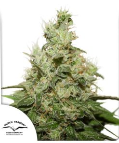 CBD Kush - Femminizzati Stagionali