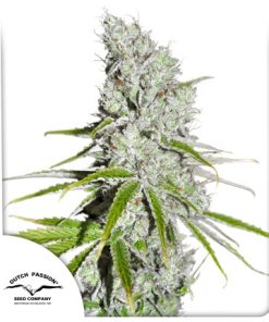 CBD Skunk Haze - Femminizzati Stagionali