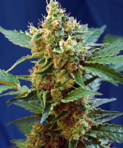 Cream Mandarine XL Auto - Autofiorenti Femminizzati