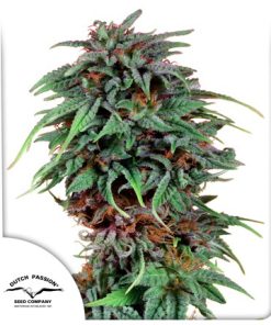 Durban Poison - Femminizzati Stagionali