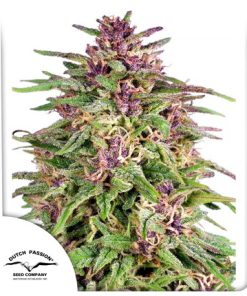 Frisian Dew - Femminizzati Stagionali