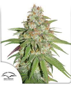 Glueberry OG - Femminizzati Stagionali