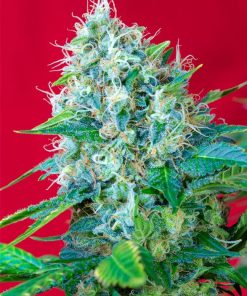 Green Poison - Femminizzati Stagionali